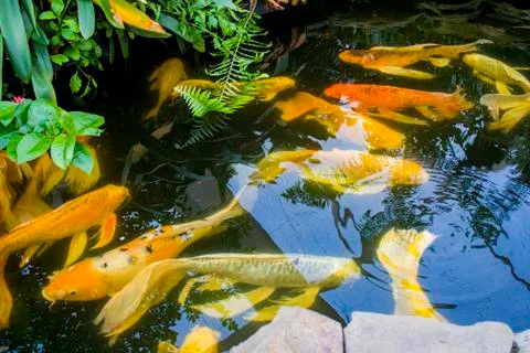 Carp Foto stock