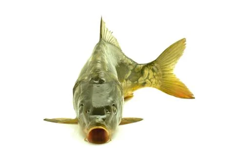 Carp Stock Photos