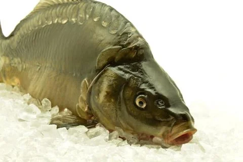 Carp Stock Photos