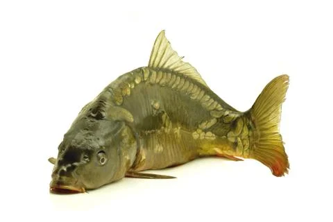 Carp Stock Photos