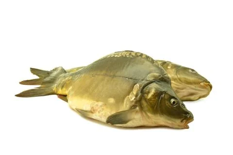 Carp Stock Photos