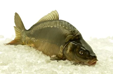 Carp Stock Photos