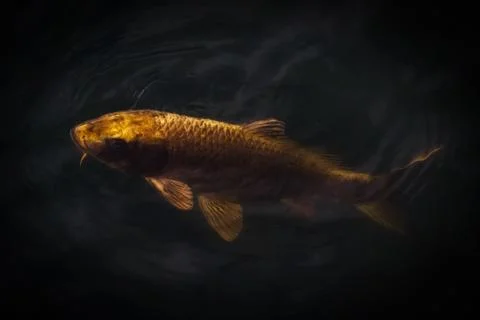 Carp Stock Photos