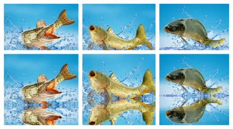 Carp with pike Stock Photos