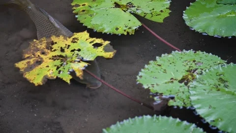 Carp in pond 86 Video stock 264574251