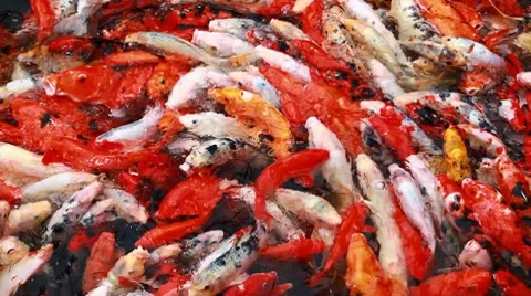 Carp in the pond Stock Footage 7136678