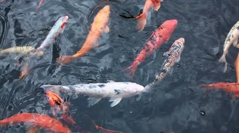 Carp in the pond Stock Footage 7728271
