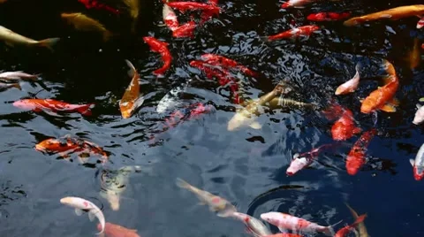 Carp in the pond Stock Footage 7731664