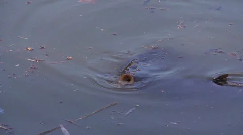 Carp in the pond Video stock 22998411