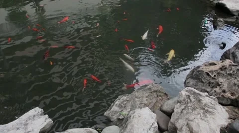 Carp in the pond Stock Footage 58913812