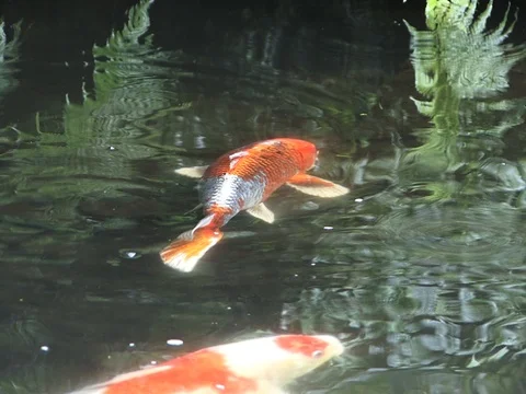 Carp in the pond Stock Footage 72125031