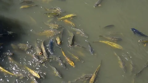 Carp in the pond Stock Footage 77413661