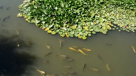 Carp in the pond Stock Footage 77413818