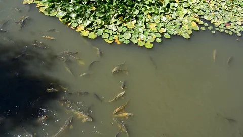 Carp in the pond Stock Footage 77413850