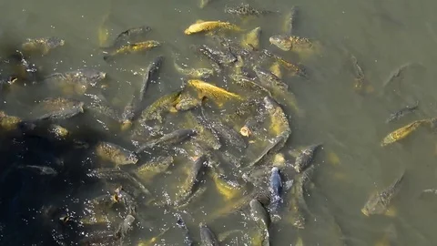 Carp in the pond Stock Footage 77413990
