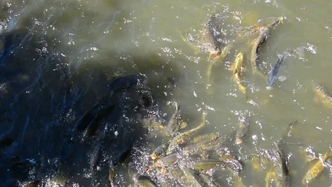 Carp in the pond Stock Footage 77414053