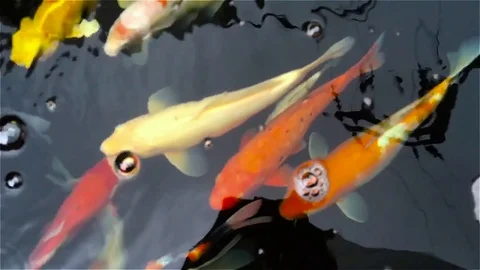 The Carp in a pond 库存影片 77623588