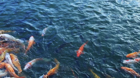 Carp in the pond Stock-Footage 145858510