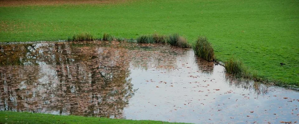 Carp pond Stock Photos
