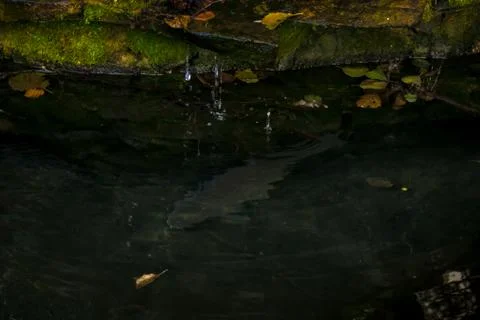 Carp in a pond Foto stock