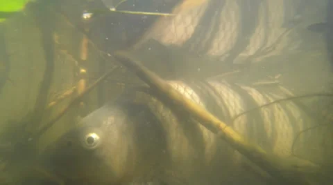 Carp in the reeds Vidéo 38005688