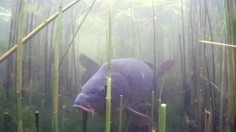 Carp in the reeds. Stock Footage 53301034