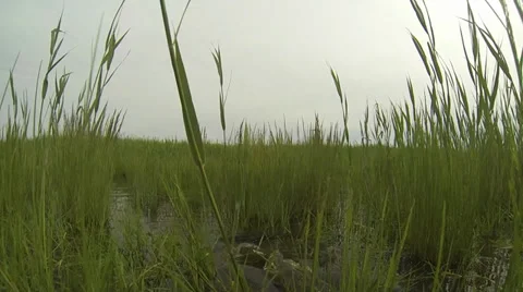 Carp in the reeds on the water surface Video stock 38703526
