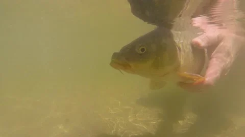 Carp Release Underwater by Hand - Catch and Release Fishing Video stock 148035514