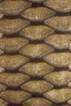 Carp scales Stock Photos