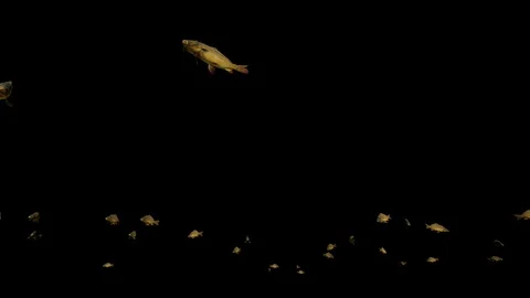 Carp school of fish, Alpha channel Stock-Footage 124148604