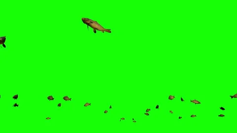 Carp school of fish, Green Screen Chromakey Video stock 130326922