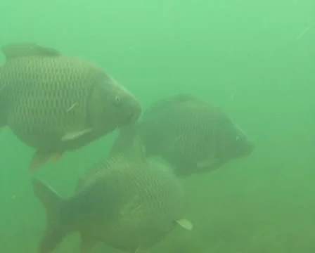 Carp shoal Stock Footage 974400