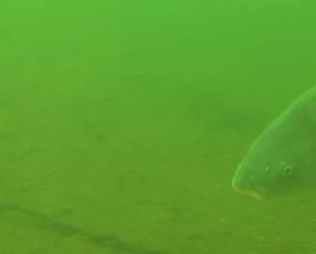 Carp short Stock Footage 985485