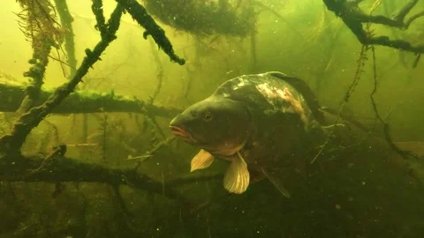 Carp Showing Predator Bite Marks Stock Footage 335371280