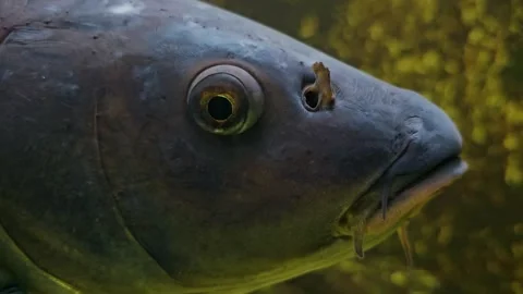 A carp is slowly swimming by Stock Footage 253064591