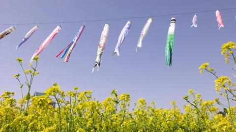 Carp streamer and rape blossoms Stock Footage 144907367