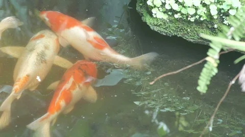 Carp swim in the pond Video stock 92393865