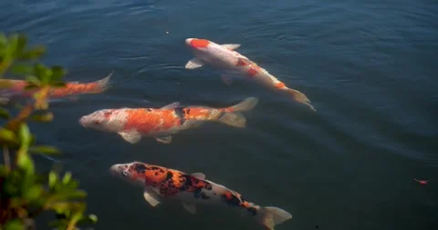 Carp swim in the pond. Stock Footage 250374154