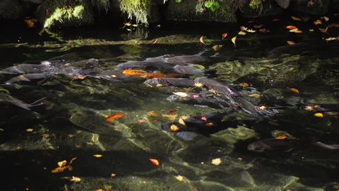Carp is swimming Stock Footage 131135487