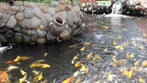 Carp swimming Stockbeeldmateriaal 139844096