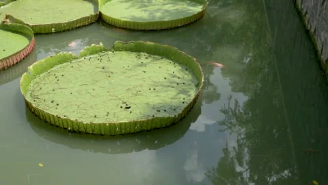 Carp swimming Stock Footage 139946494
