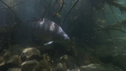 Carp swims between underwater tree branches Video stock 276323446