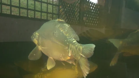 Carp swims Stock Footage 44421132