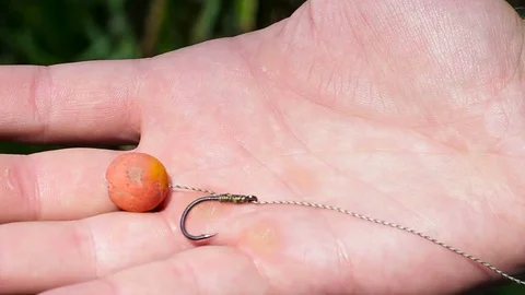 Carp tackle. Mounting on the palm Stock Footage 78010810