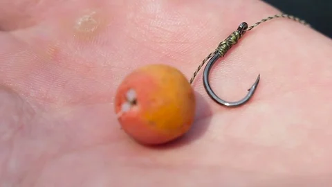 Carp tackle. Mounting on the palm. Stock Footage 78010852