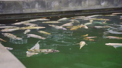 Carp In Temple Pond Stock Footage 146102767