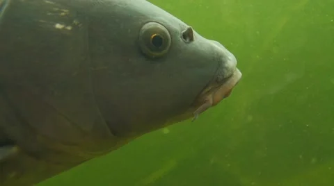 Carp under water Stock Footage 68948253