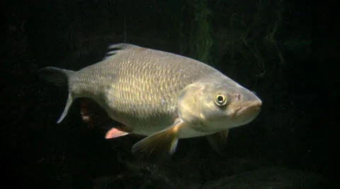 Carp in the Water Video stock 1039614