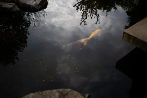 Carp in the water with a reflection Stock Photos