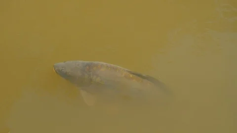 Carp On The Water Surface Video stock 120036934